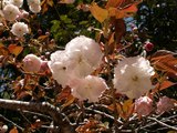 12八重桜