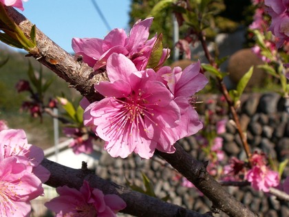 PICT0007