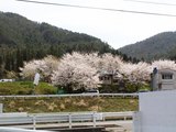 桜福富