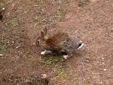 うさぎ