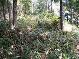31ヤブ漕ぎ