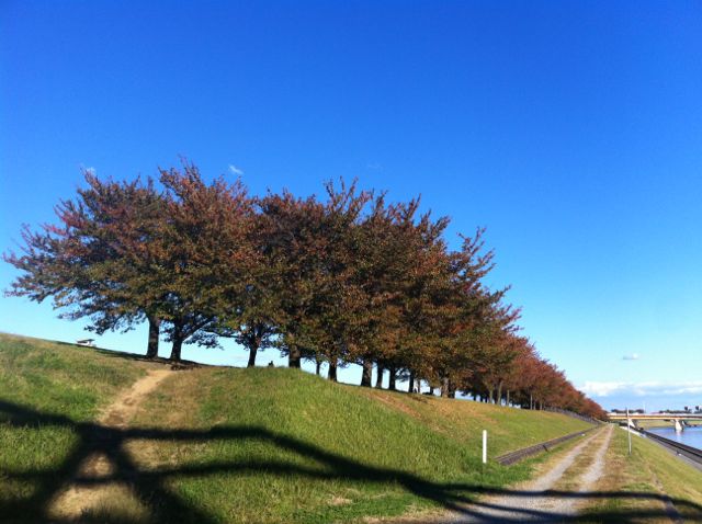 荒川土手 赤羽桜堤緑地 浮間公園 Kuma Days