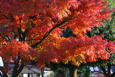 koyo20081130-1