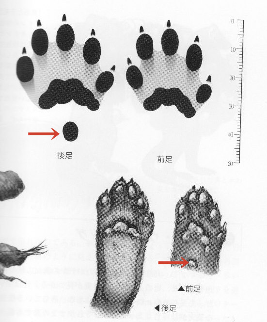 今更ですが 熊谷さとしのフィールドニュース