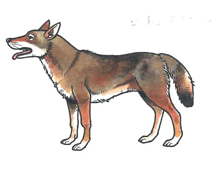 希少!大人気! 奥秩父山系幻のニホンオオカミの生存を求めて50年 幻の ...