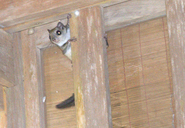 モモンガ大滑空の可能性 お墨付き 熊谷さとしのフィールドニュース