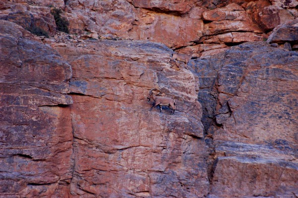 049 Ibex - Sarchu-Leh drive