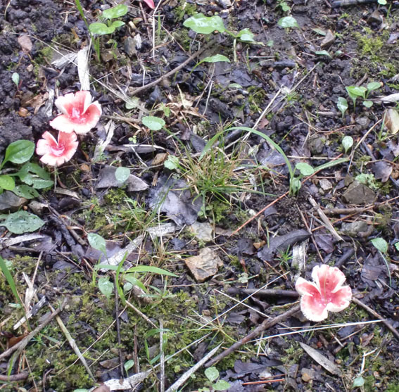 花のようなキノコ 自然屋熊五郎通信