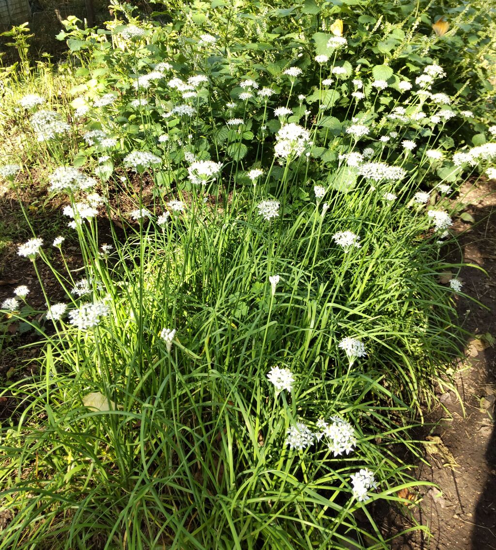 丹波自然便り ニラの花 自然屋熊五郎通信