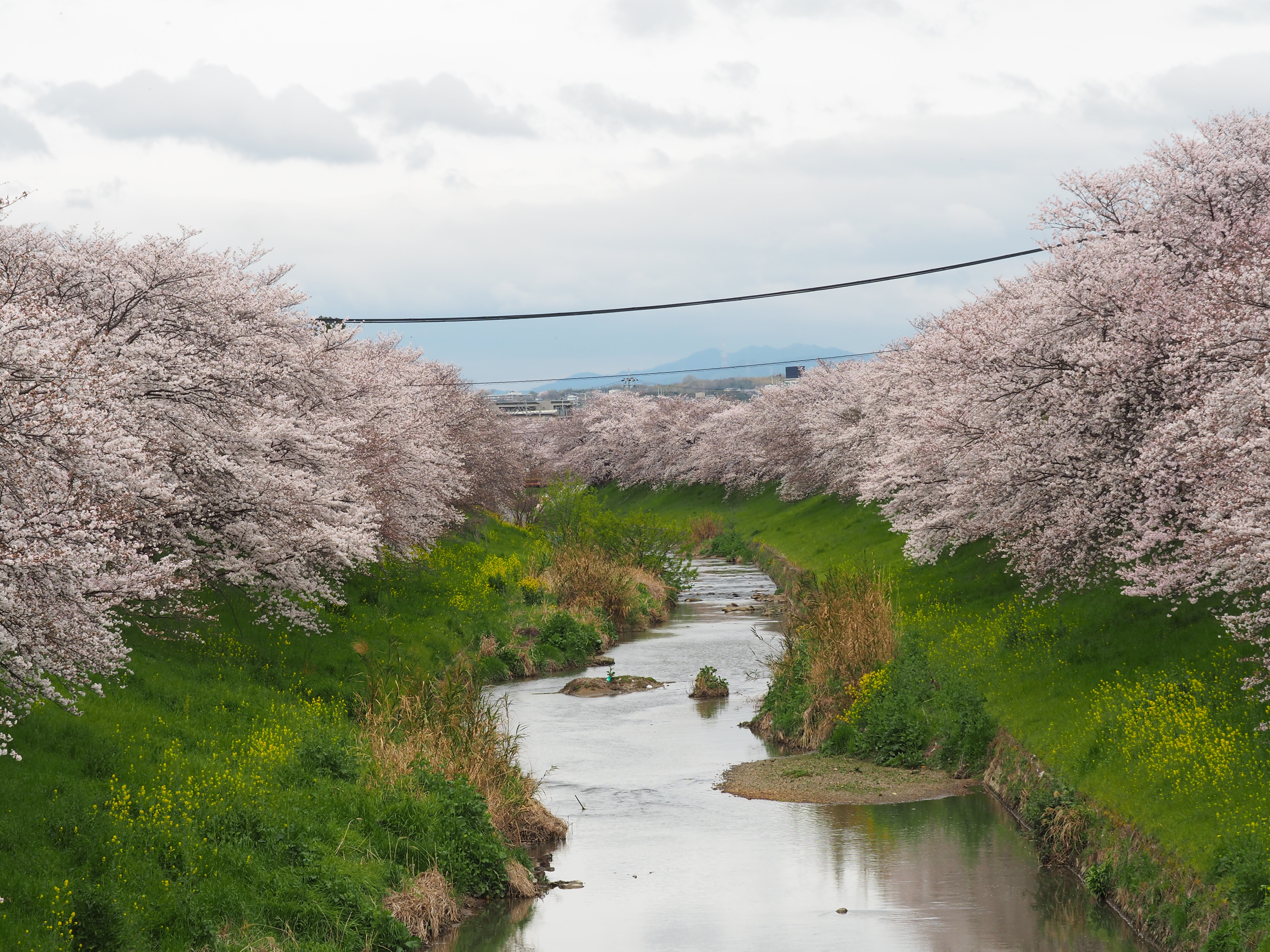 自転車道で12 佐保川の桜 ならの中心を流れる佐保川は両岸のサクラが美しい O 奈良の佐保川 クマジー王国のくまじろう