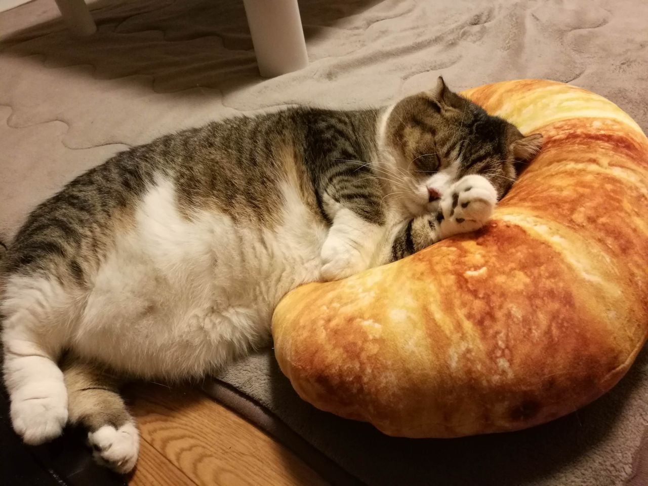 ニトリのパンクッション 猫さんが可愛すぎる にゃんちゃんねる ニトリのパンクッション 猫さんが可愛すぎる にゃんちゃんねる