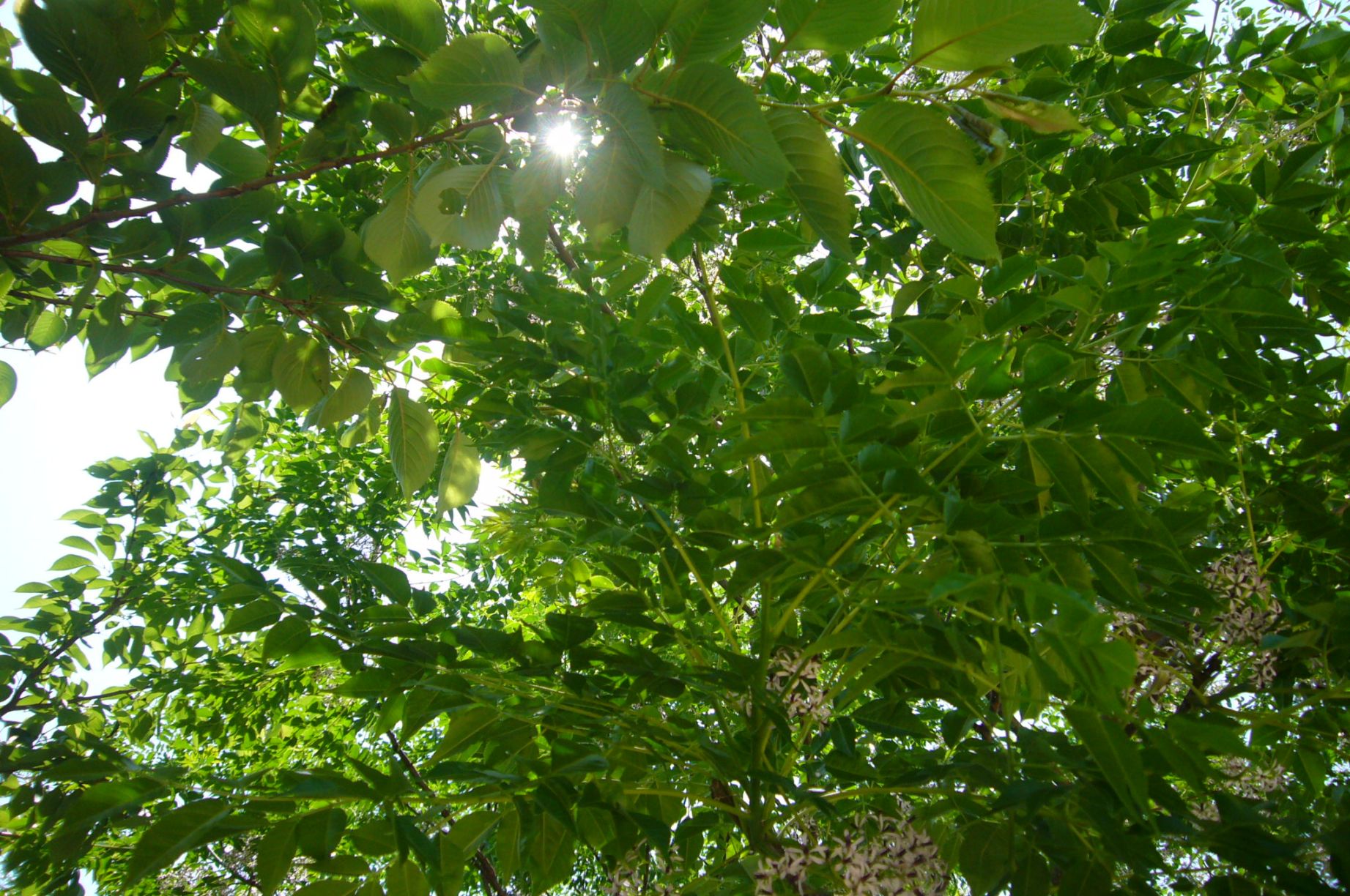 水辺の楽校のセンダンの木 大塔 熊野のええもん