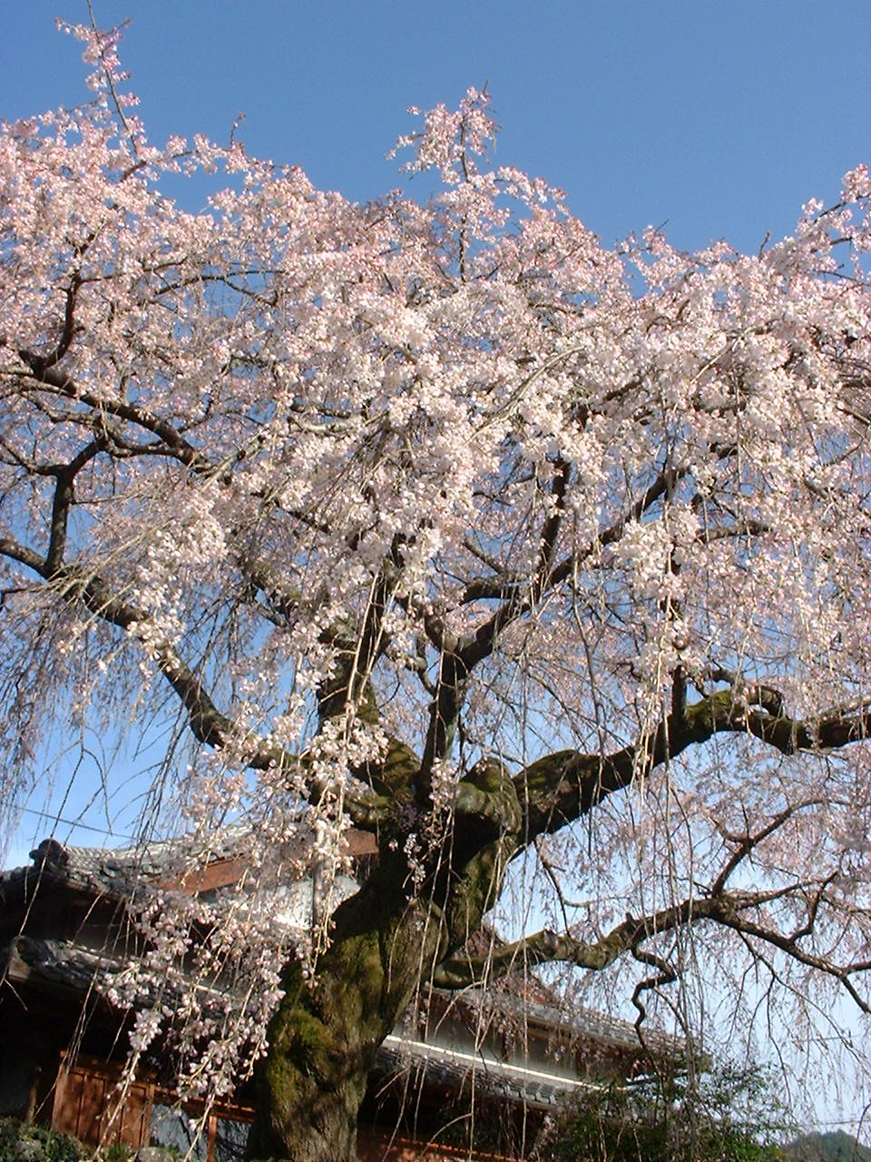 熊野のええもん近露のしだれ桜　〜中辺路〜コメントトラックバック