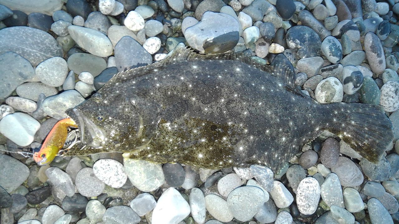 ダブル 西湘ヒラメ日記 ダブル 西湘ヒラメ日記