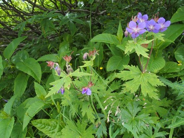 P8030019