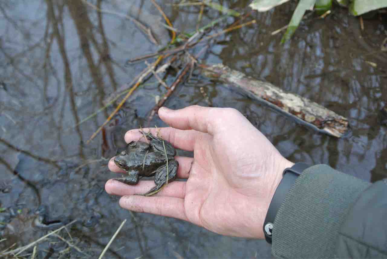 エゾアカガエル くま朗の自転車日記やらなんやら ルー太とごんごん号