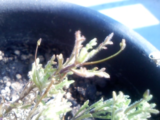 ロベリアに春は来るのか こぐま花報