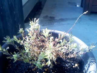 ロベリアに春は来るのか こぐま花報