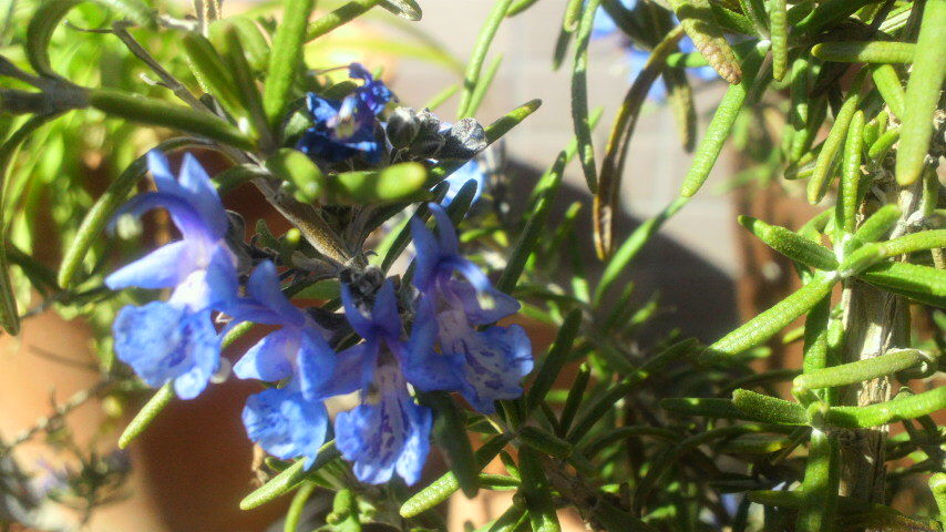 鮮やかローズマリー こぐま花報 鮮やかローズマリー こぐま花報