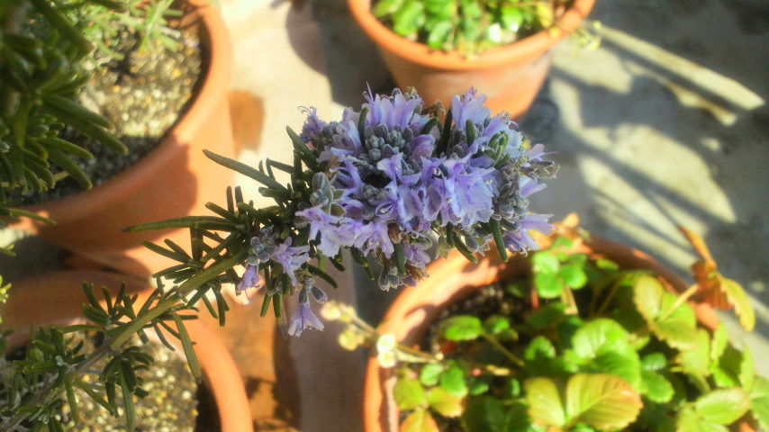 鮮やかローズマリー こぐま花報