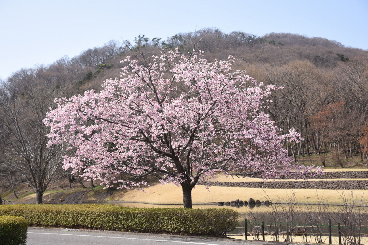 みかも山公園でカタクリが満開です 22 03 25 くまたかのブログ３