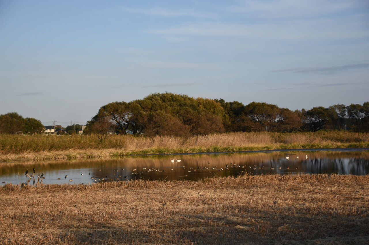 多々良沼に白鳥がやってきました 21 11 07 くまたかのブログ３
