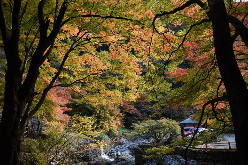 紅葉がもうすぐ見頃の蓬莱山 19 11 17 くまたかのブログ3 紅葉がもうすぐ見頃の蓬莱山 19 11 17 くまたかのブログ3
