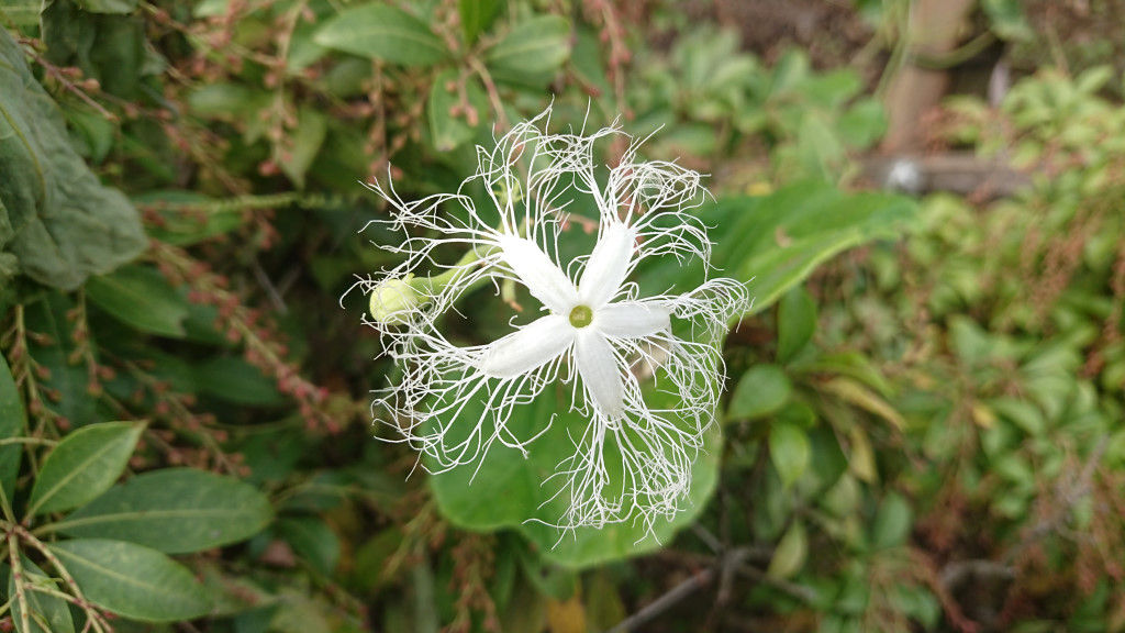 変な花を発見 くまたかのブログ３