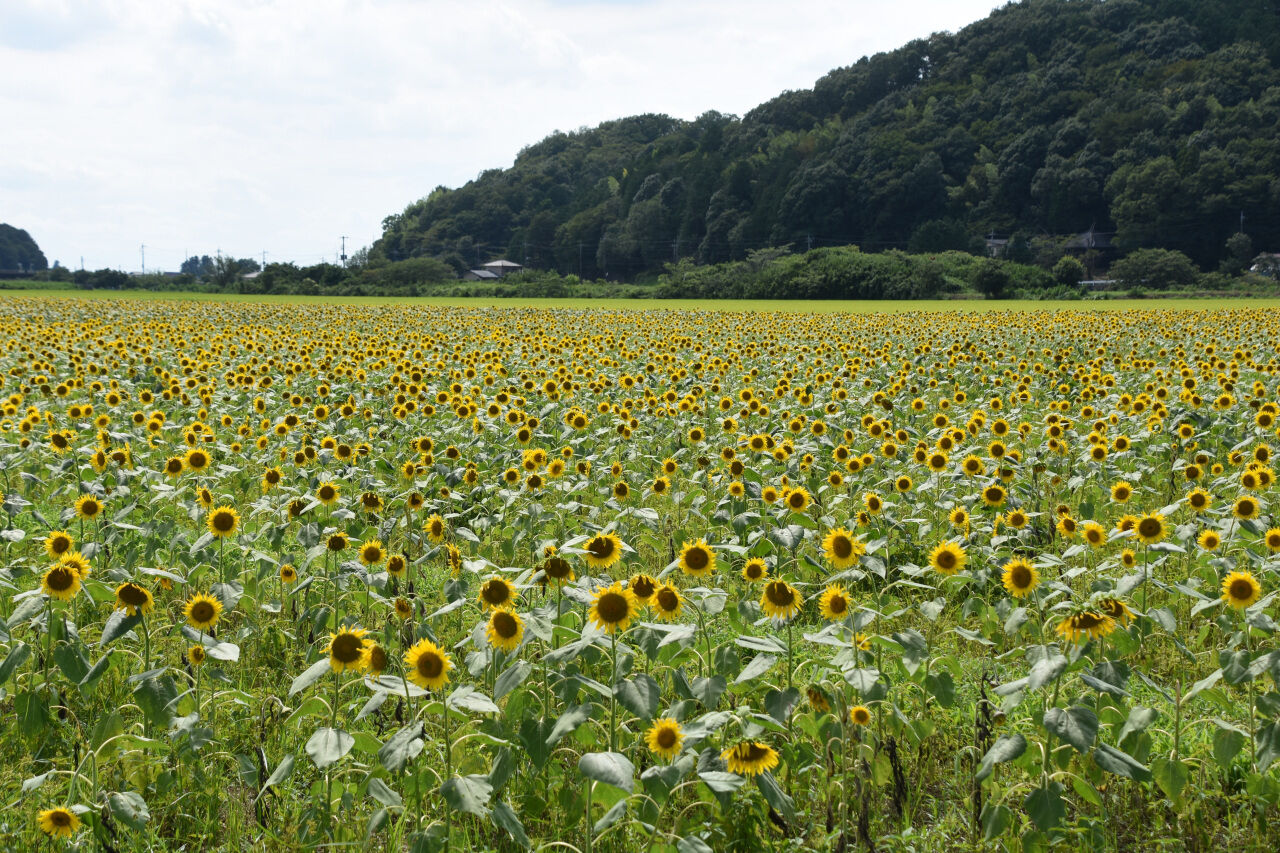 益子町のひまわり畑を見てきました 21 08 くまたかのブログ３