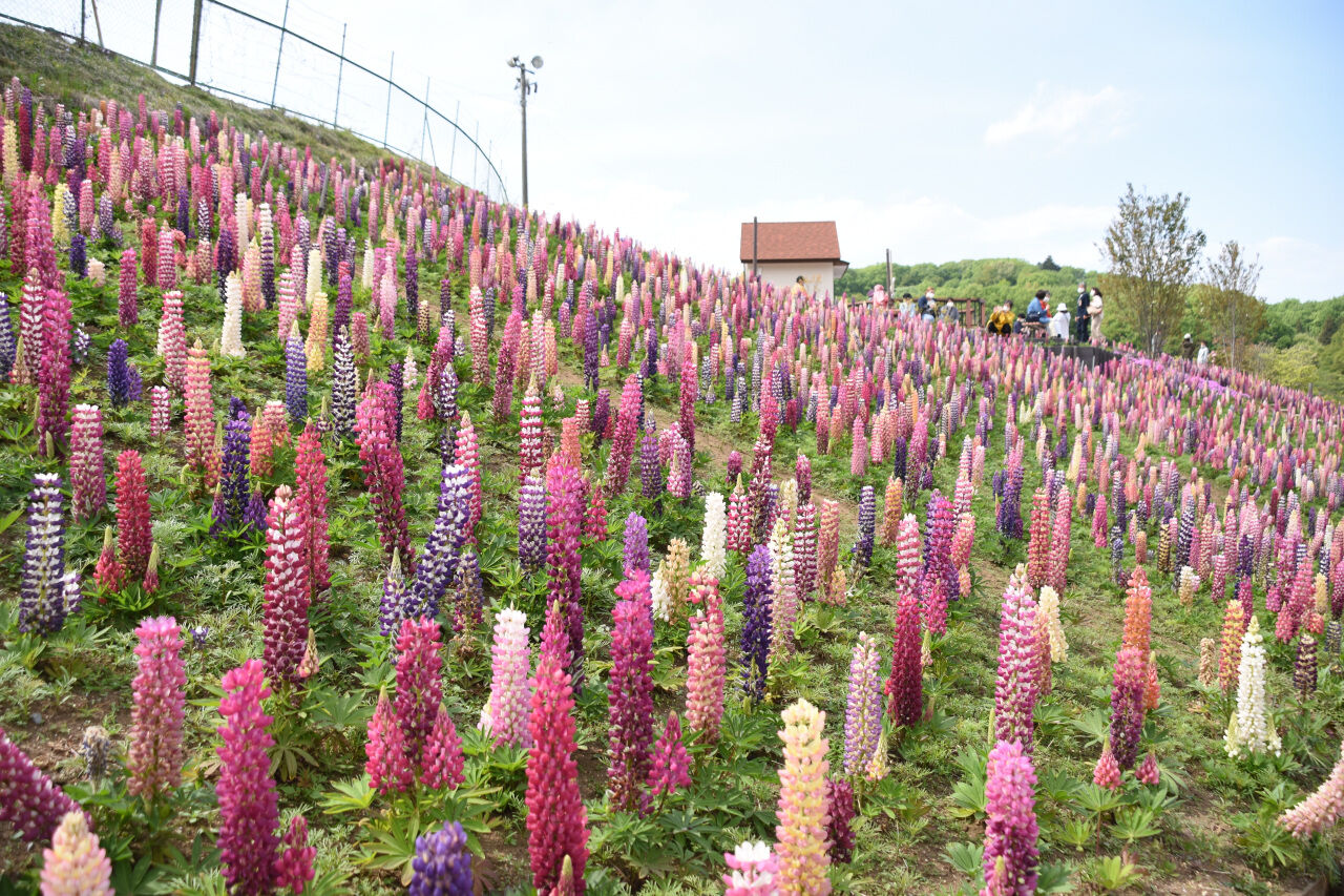 鹿沼市花木センターを訪問 21 04 25 くまたかのブログ３