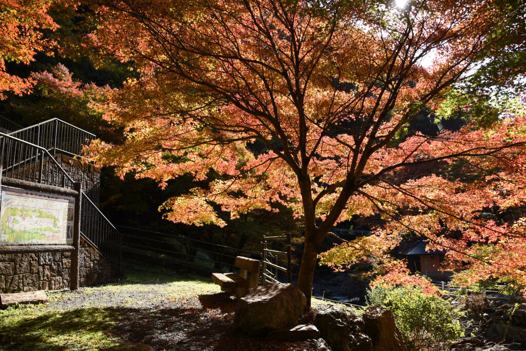 紅葉がもうすぐ見頃の蓬莱山 19 11 17 くまたかのブログ3 紅葉がもうすぐ見頃の蓬莱山 19 11 17 くまたかのブログ3