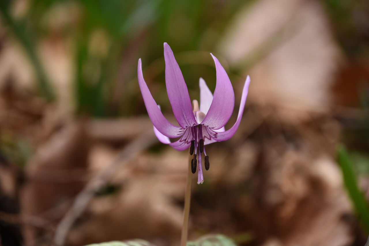 みかも山公園のカタクリの状況 21 03 12 くまたかのブログ3 みかも山公園のカタクリの状況 21 03 12 くまたかのブログ3