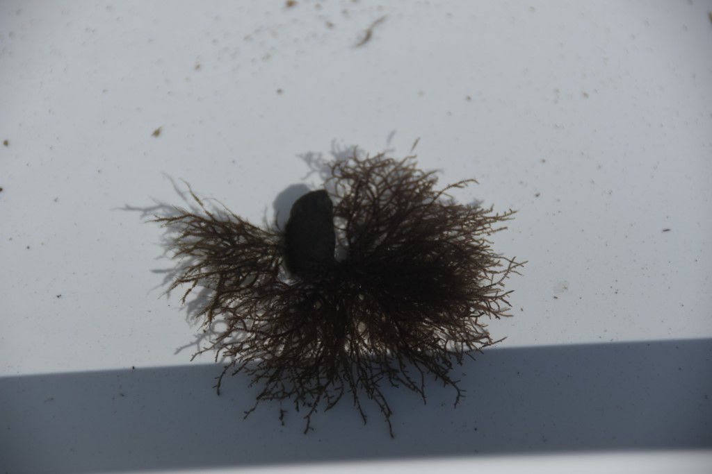 ニホンカワモズク くまたかのブログ3 ニホンカワモズク くまたかのブログ3