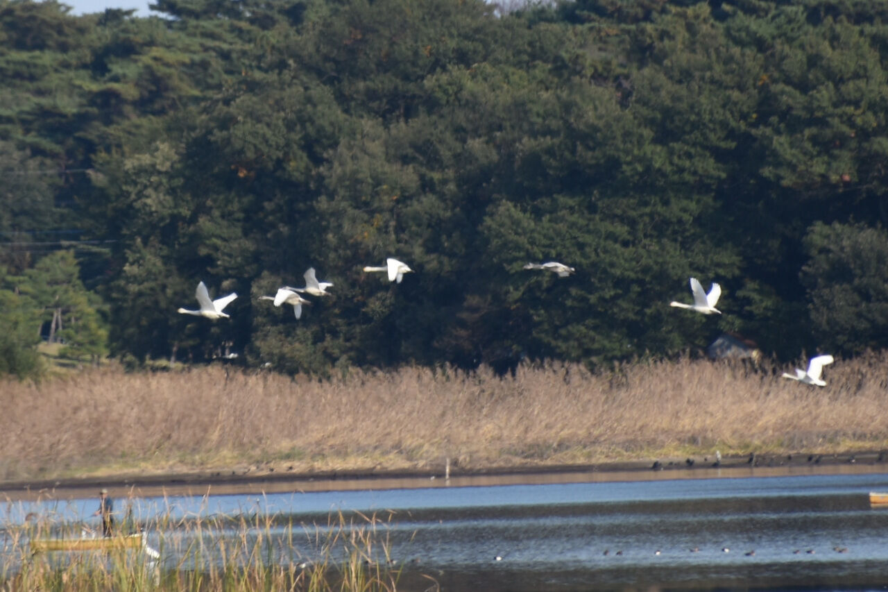 多々良沼に白鳥がやってきました 21 11 07 くまたかのブログ３