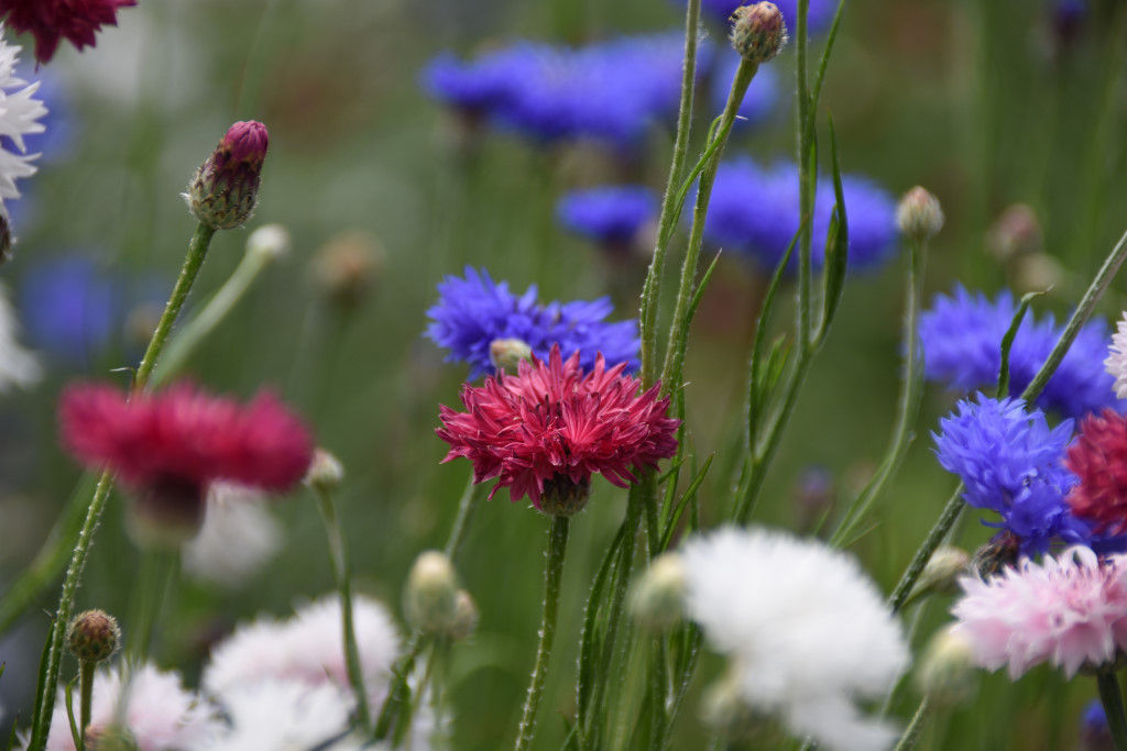 とちぎわんぱく公園 栃木デスティネーションキャンペーン情報 セントーレア くまたかのブログ３