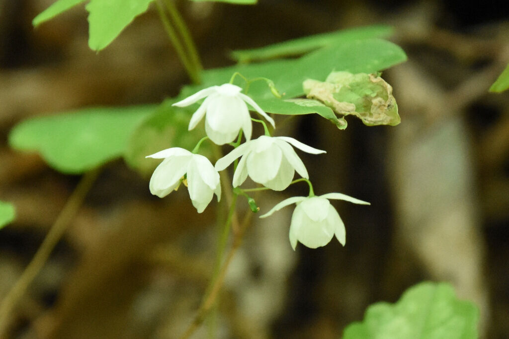 みかも山公園花情報 5 ３ 栃木市観光協会