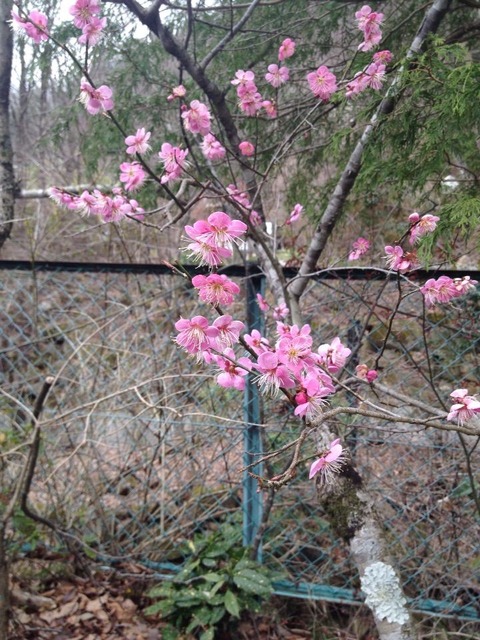 2015-03-29-09-44-19