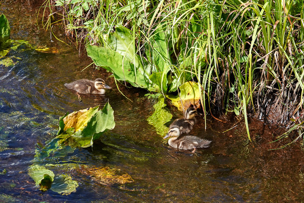 ORG_DSC05231