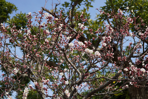 20170226-DSC08976