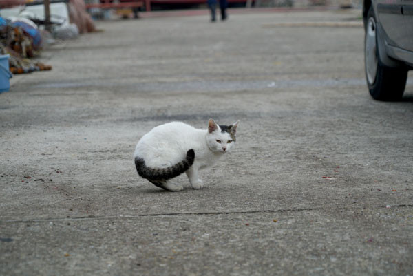 DSC04094