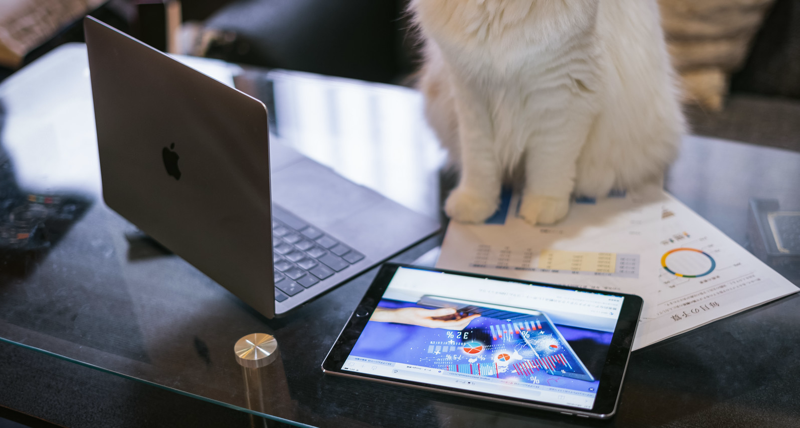 Neko App Solutions Inc. イメージ画像