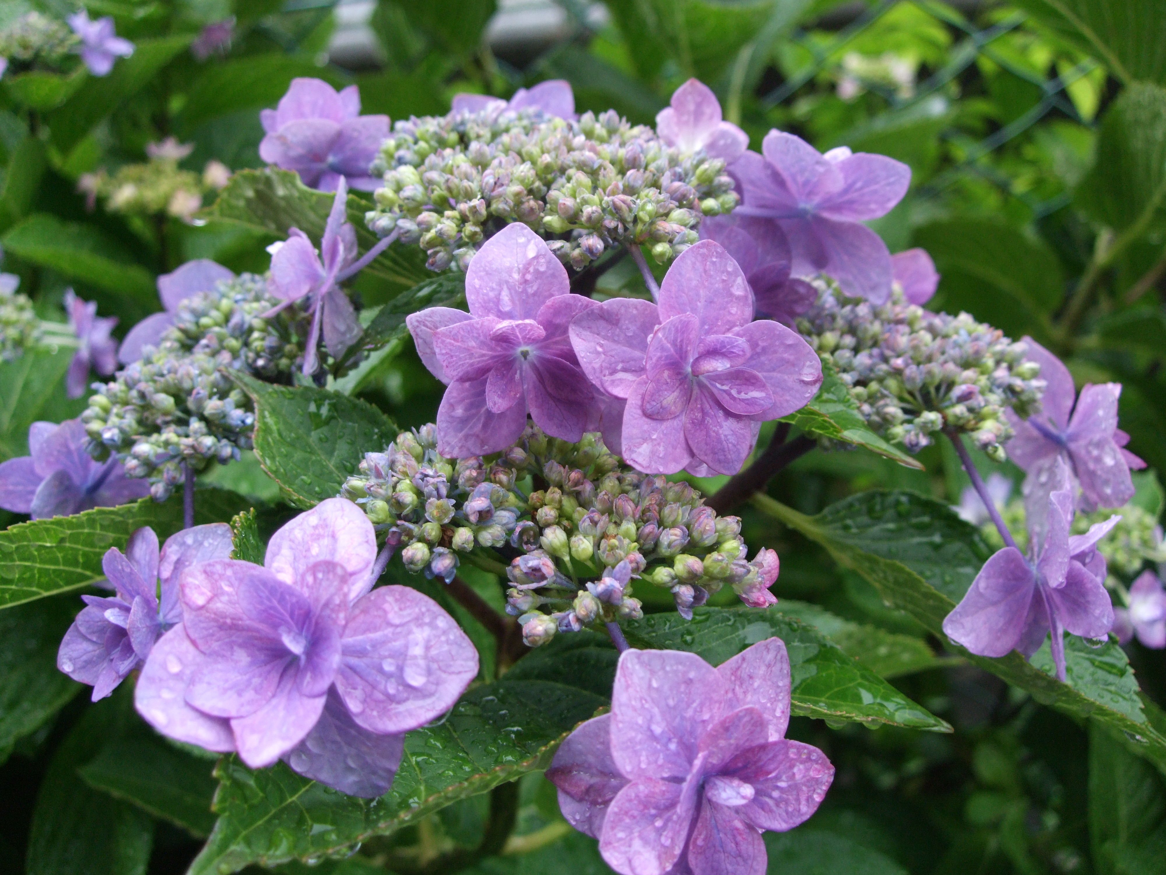 紫陽花の季節 四つ葉のクローバー