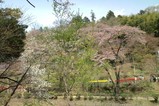 20100419吾妻山公園入り口