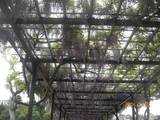20090503手賀沼3