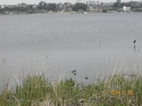 20090503手賀沼2