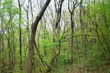 20100420茶臼山