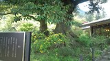 20100503吉川英治椎の木