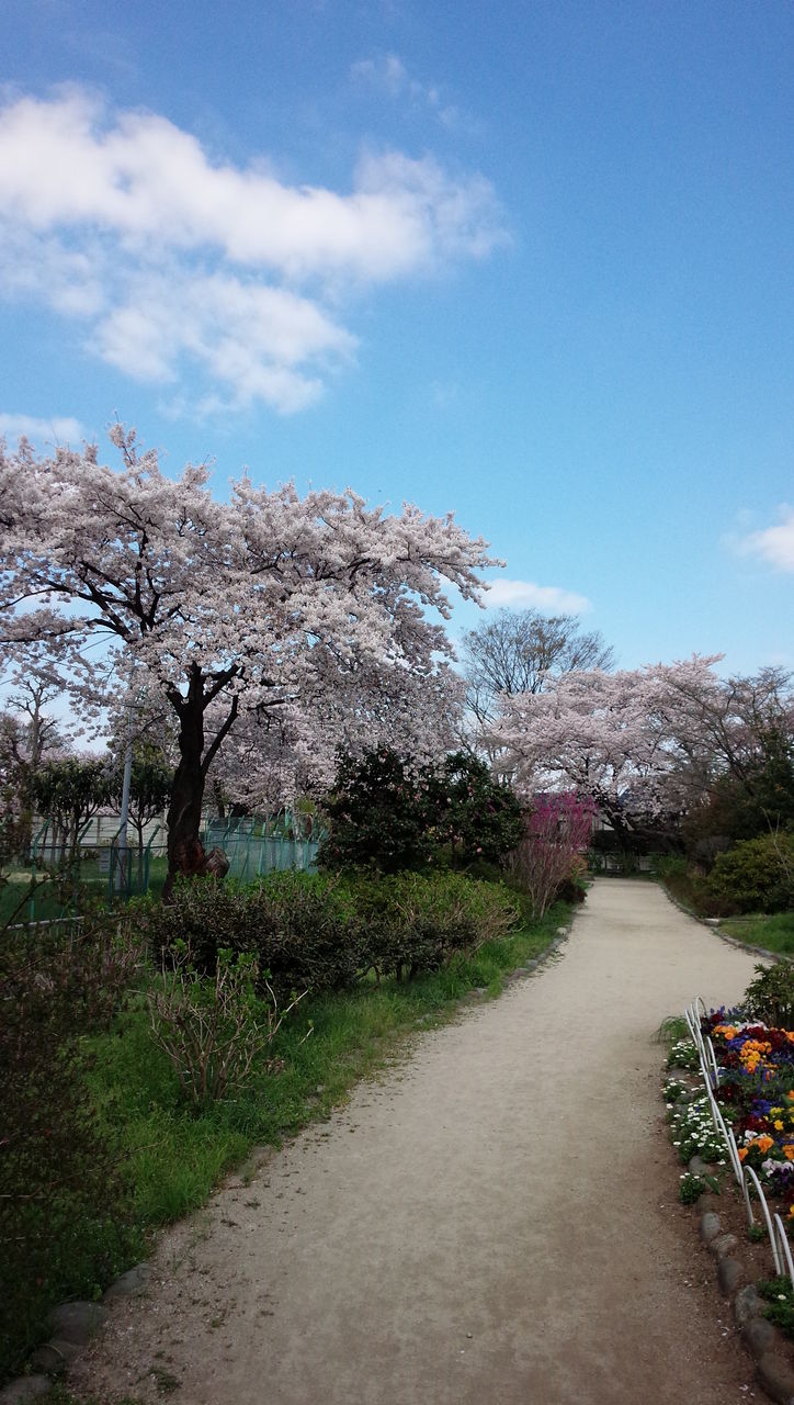 玉川上水第二公園の桜 江戸幕府 鉄砲組百人隊