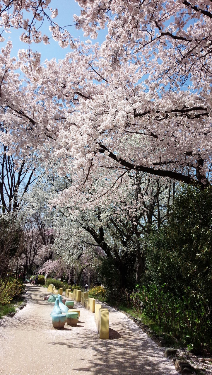 玉川上水第二公園の桜 江戸幕府 鉄砲組百人隊