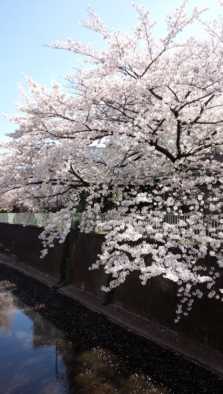 玉川上水第二公園の桜 江戸幕府 鉄砲組百人隊